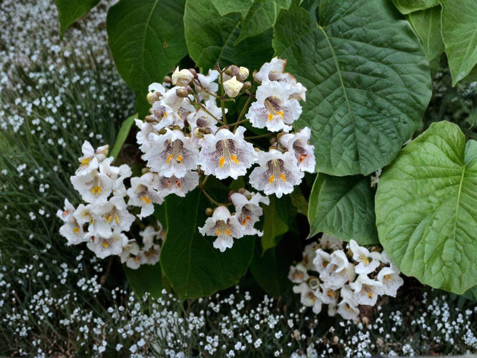 Northern Catalpa Tree Bare Root Plant 12-24in Catalpa speciosa Shade & Ornamental Landscape