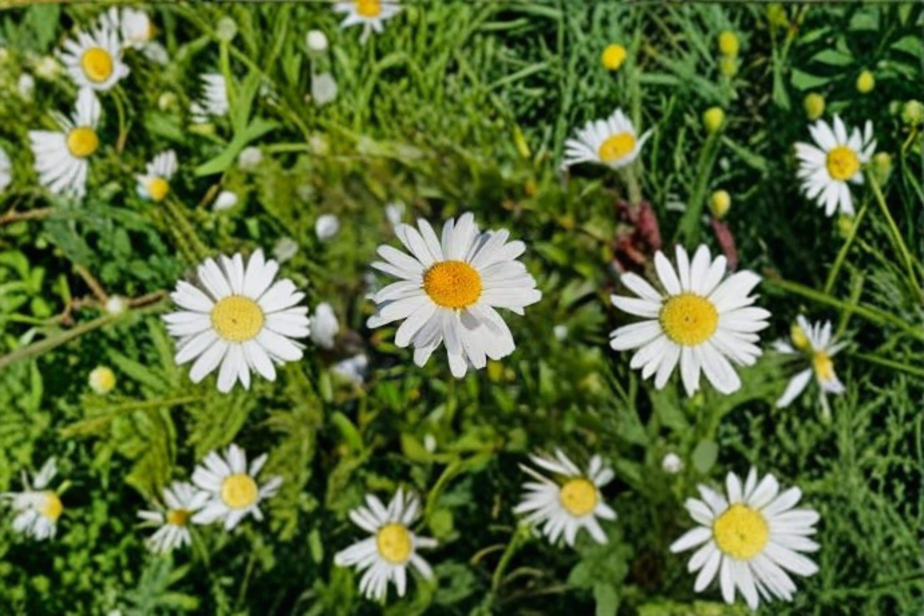 Shasta Daisy Seeds 1000 Pack – Leucanthemum × superbum Perennial Flowering Plant for Garden Beds & Borders