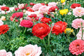 Red Ranunculus Bulbs – Ranunculus asiaticus, Flowering Perennial for Garden Beds & Borders