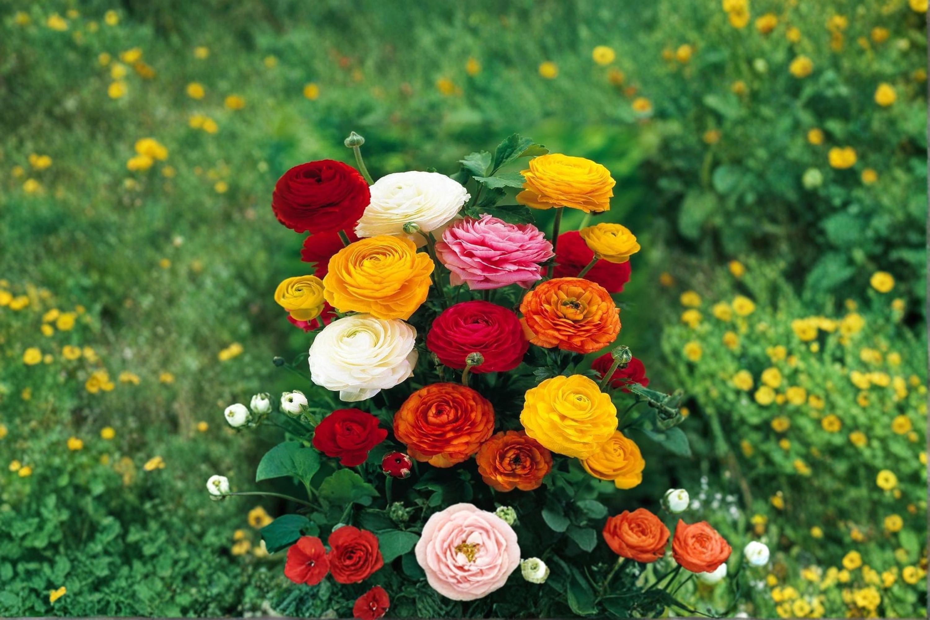Mixed Ranunculus Bulbs – Ranunculus asiaticus Flowering Bulbs for Garden Beds & Containers, Assorted Colors