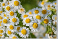 Creeping Daisy Seeds | Chrysanthemum paludosum | White Flower Groundcover | Pollinator-Friendly Annual