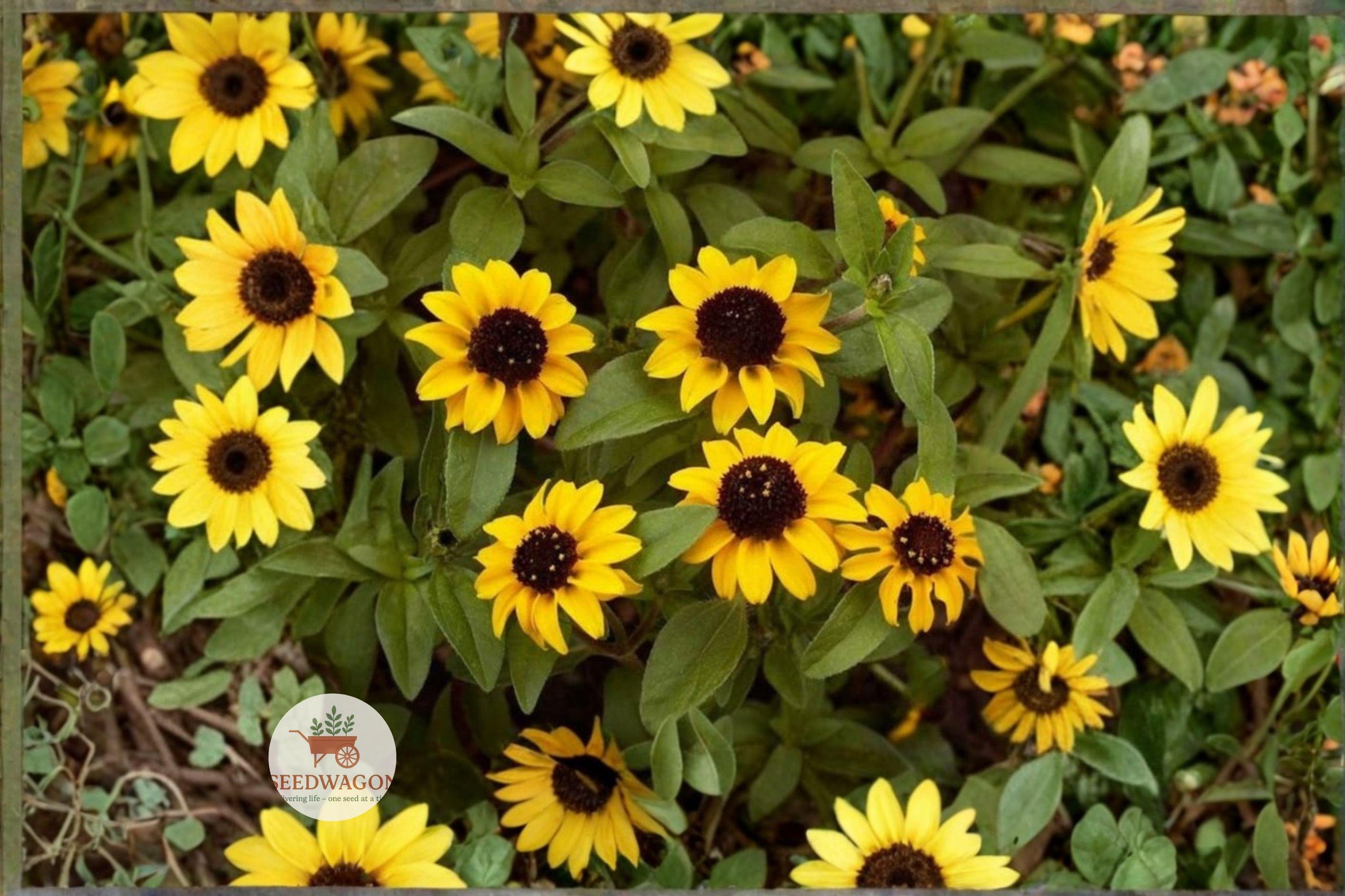 Creeping Zinnia Seeds, Sanvitalia procumbens, Groundcover Flower, 100 Seeds for Borders, Baskets, Rock Gardens