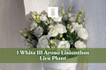 White Lisianthus Live Plant Plug – Eustoma grandiflorum, White III Arosa Series, Flowering Starter Plant for Containers & Gardens