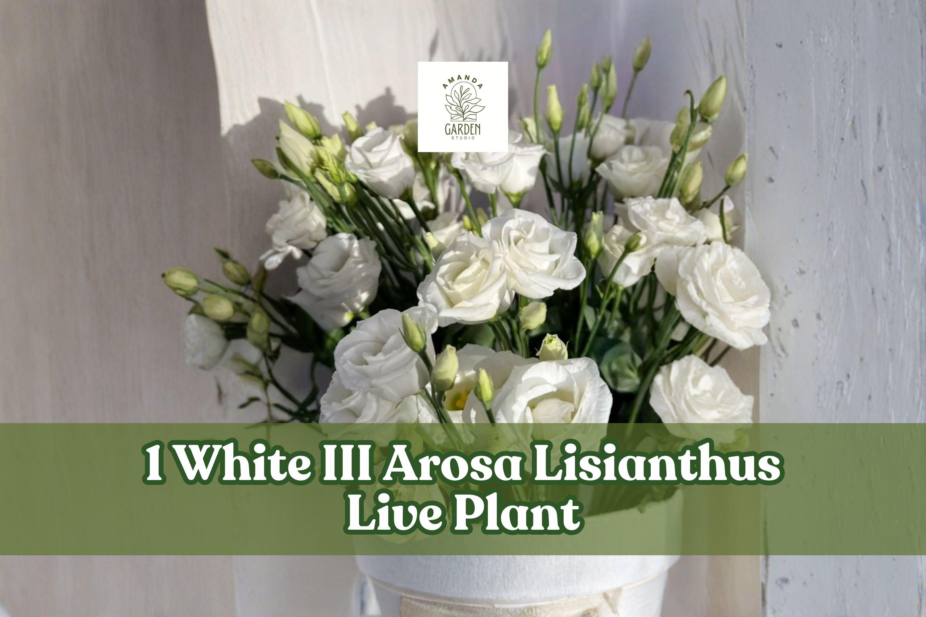 White Lisianthus Live Plant Plug – Eustoma grandiflorum, White III Arosa Series, Flowering Starter Plant for Containers & Gardens