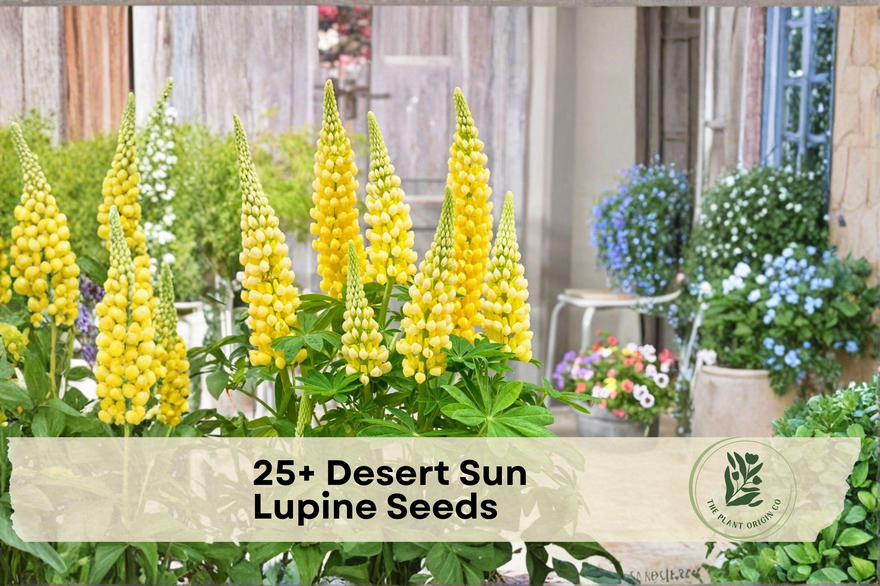 25+ Desert Sun Lupine Seeds – Yellow Lupinus polyphyllus Flower Seeds for Garden Beds, Borders, Pollinator Gardens