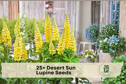 25+ Desert Sun Lupine Seeds – Yellow Lupinus polyphyllus Flower Seeds for Garden Beds, Borders, Pollinator Gardens