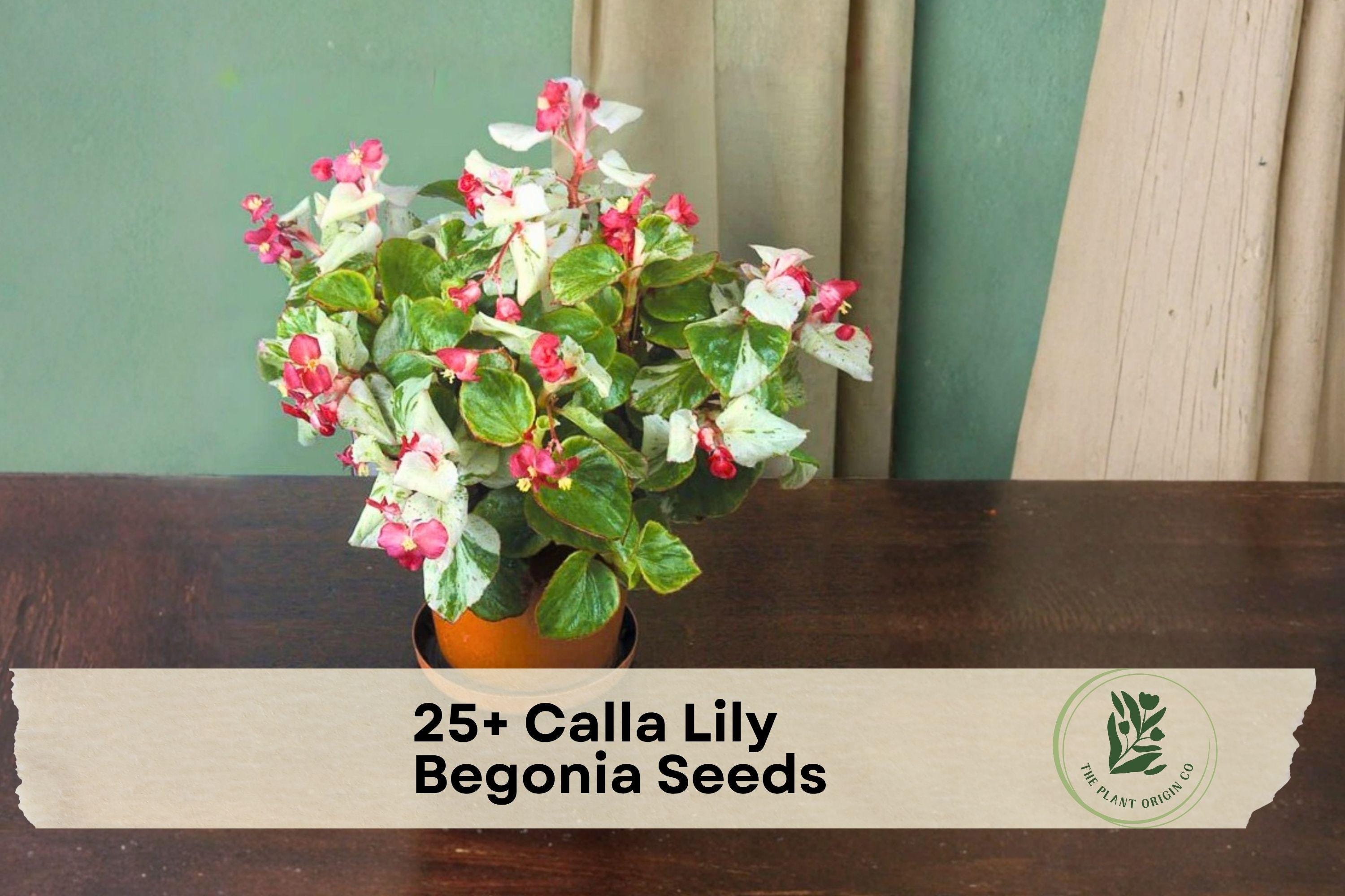 Calla Lily Begonia Seeds - 25+ Ornamental Flower Seeds for Shade Gardens, Containers & Baskets, Begonia spp.