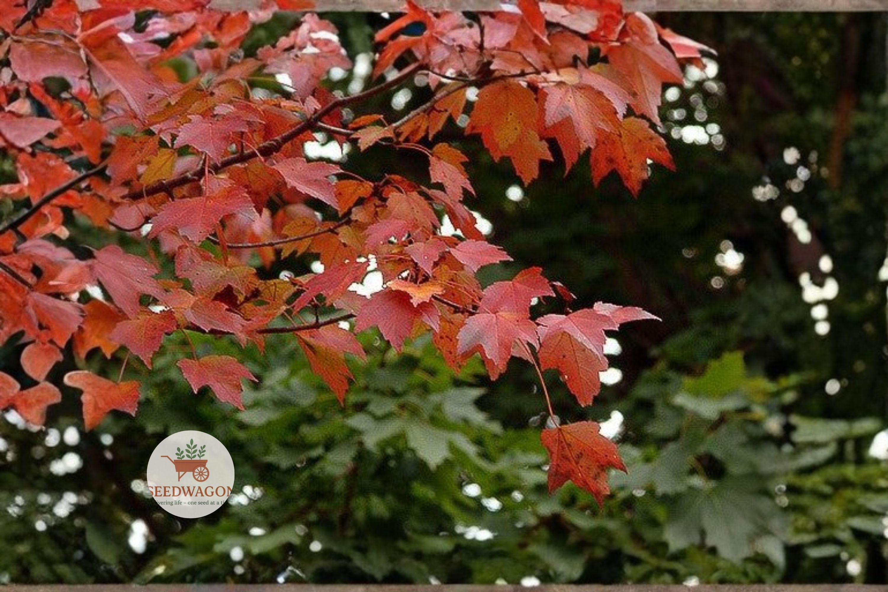 Red Maple Seeds Acer rubrum - Fast Growing Fall Color Tree for Landscaping & Bonsai