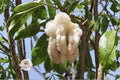 Kapok Tree Seeds, Ceiba pentandra, Tropical Shade Tree, Silk Cotton, Fast-Growing Ornamental, Wildlife-Friendly Landscape