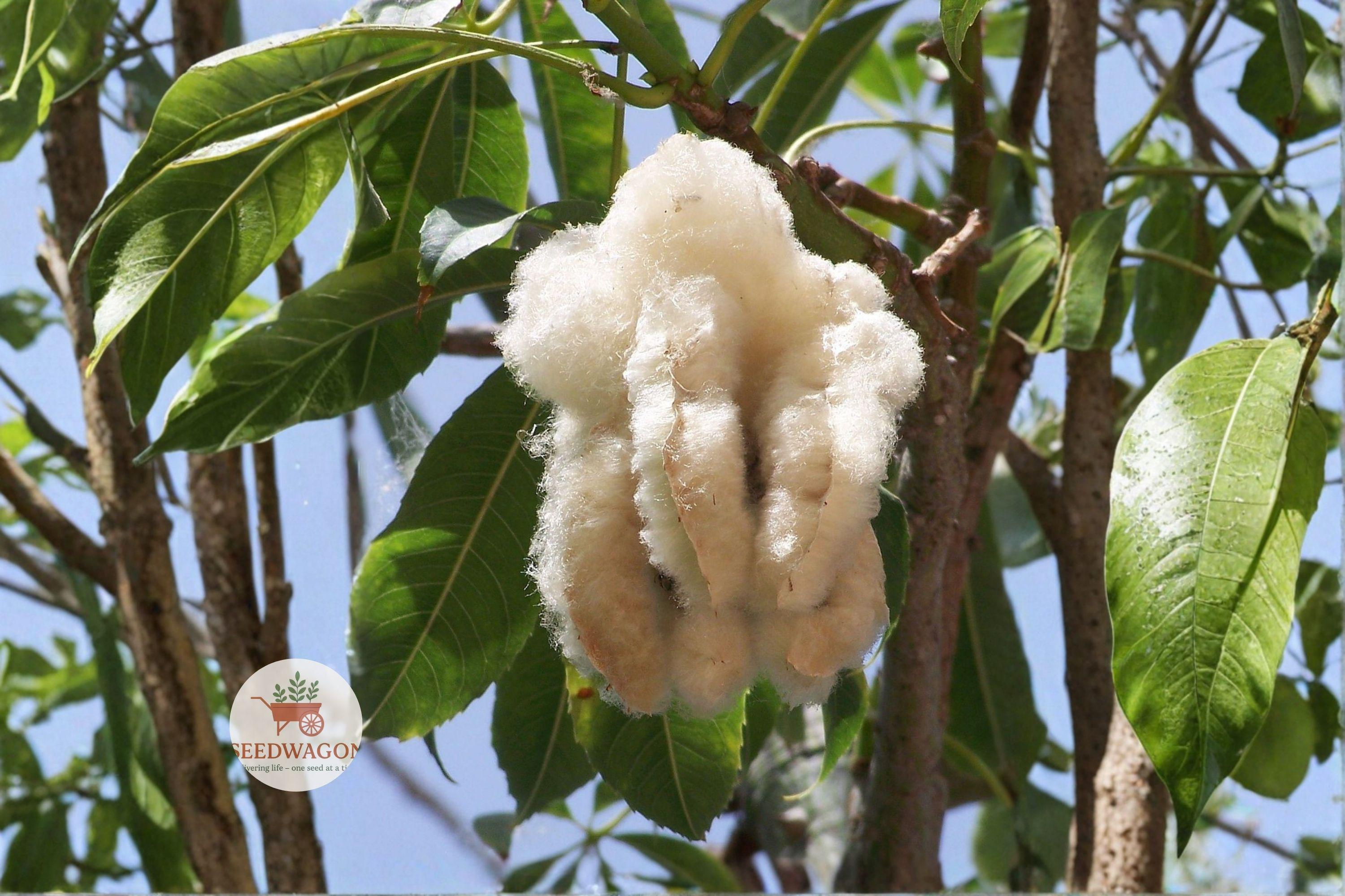 Kapok Tree Seeds, Ceiba pentandra, Tropical Shade Tree, Silk Cotton, Fast-Growing Ornamental, Wildlife-Friendly Landscape