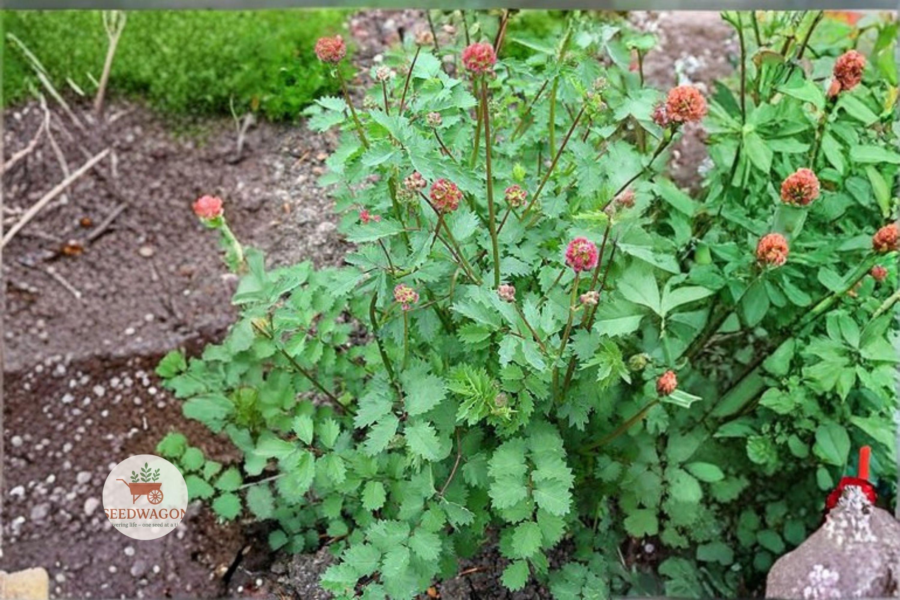 100 Small Burnet Seeds – Sanguisorba minor Perennial Herb Drought Tolerant Pollinator Garden Seeds