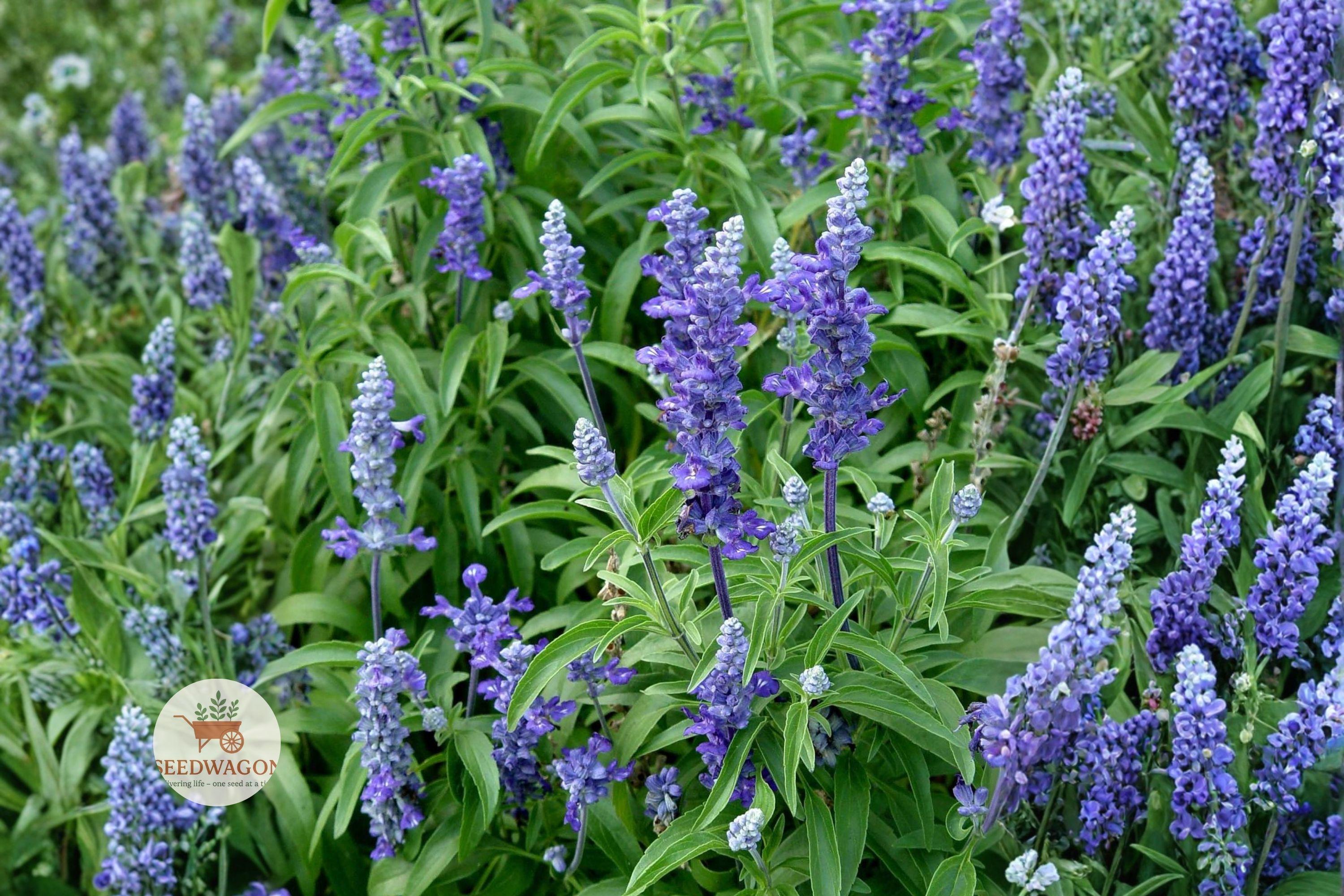 Blue Sage Seeds 100 – Salvia farinacea Mealycup Sage Purple Pollinator Garden Flower Seeds