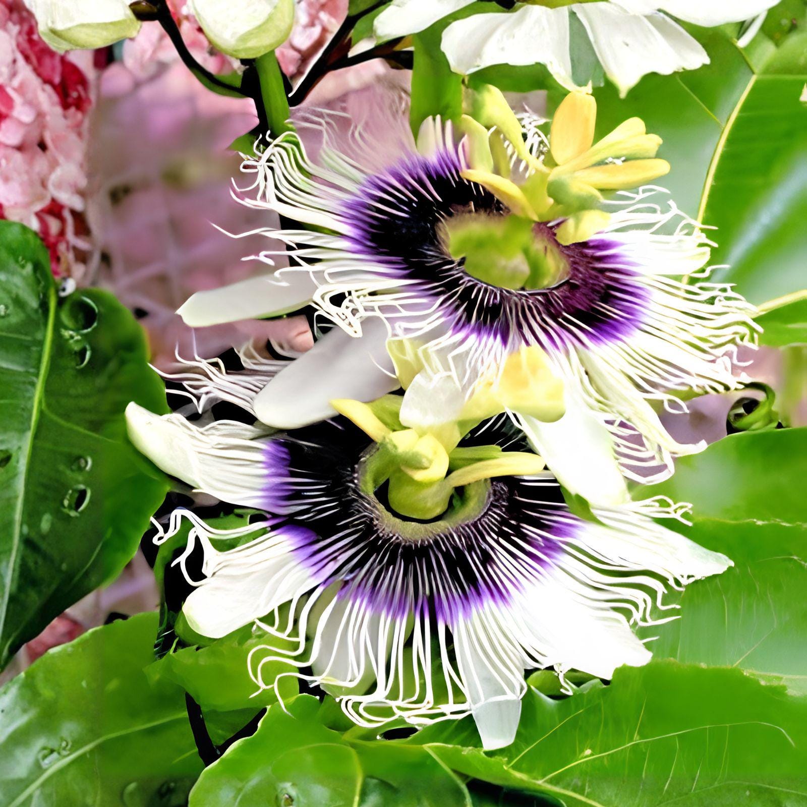 Purple Granadilla Passion Fruit Seeds – Passiflora edulis, Tropical Climbing Vine, Edible Purple Fruit, Ornamental Flowers, 10 Seeds