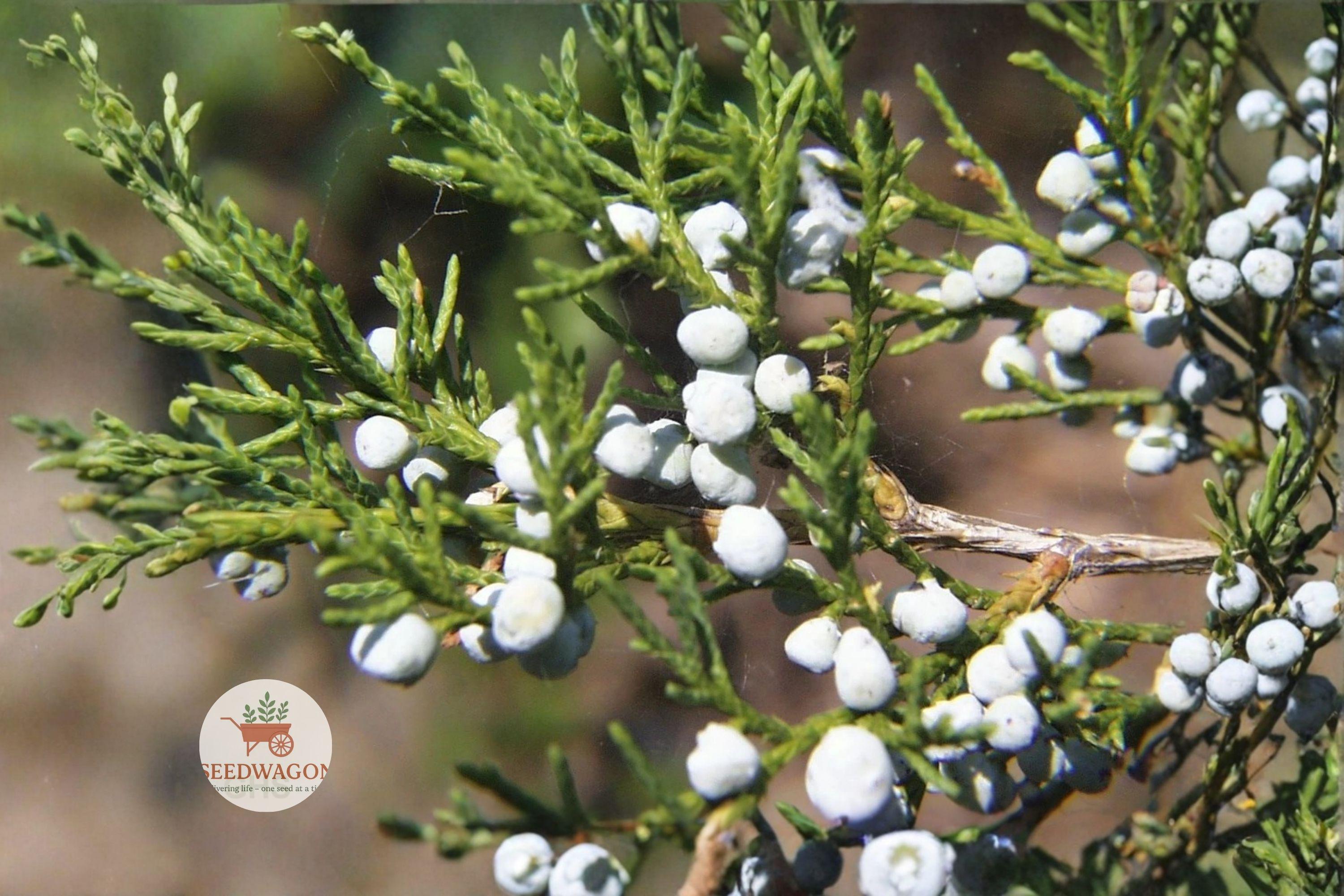 Eastern Red Cedar Seeds – Juniperus virginiana Evergreen Tree for Bonsai, Windbreak & Wildlife Gardens, 30 Seeds