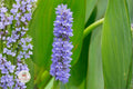 Pickerel Weed Seeds – Native Aquatic Perennial, Blue-Purple Flowers, Pollinator Plant, Pontederia cordata, Wetlands & Water Gardens