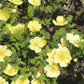 Manchu Rose Seeds Rosa xanthina Flowering Shrub Yellow Blooms for Garden, Landscape & Cottage Gardens