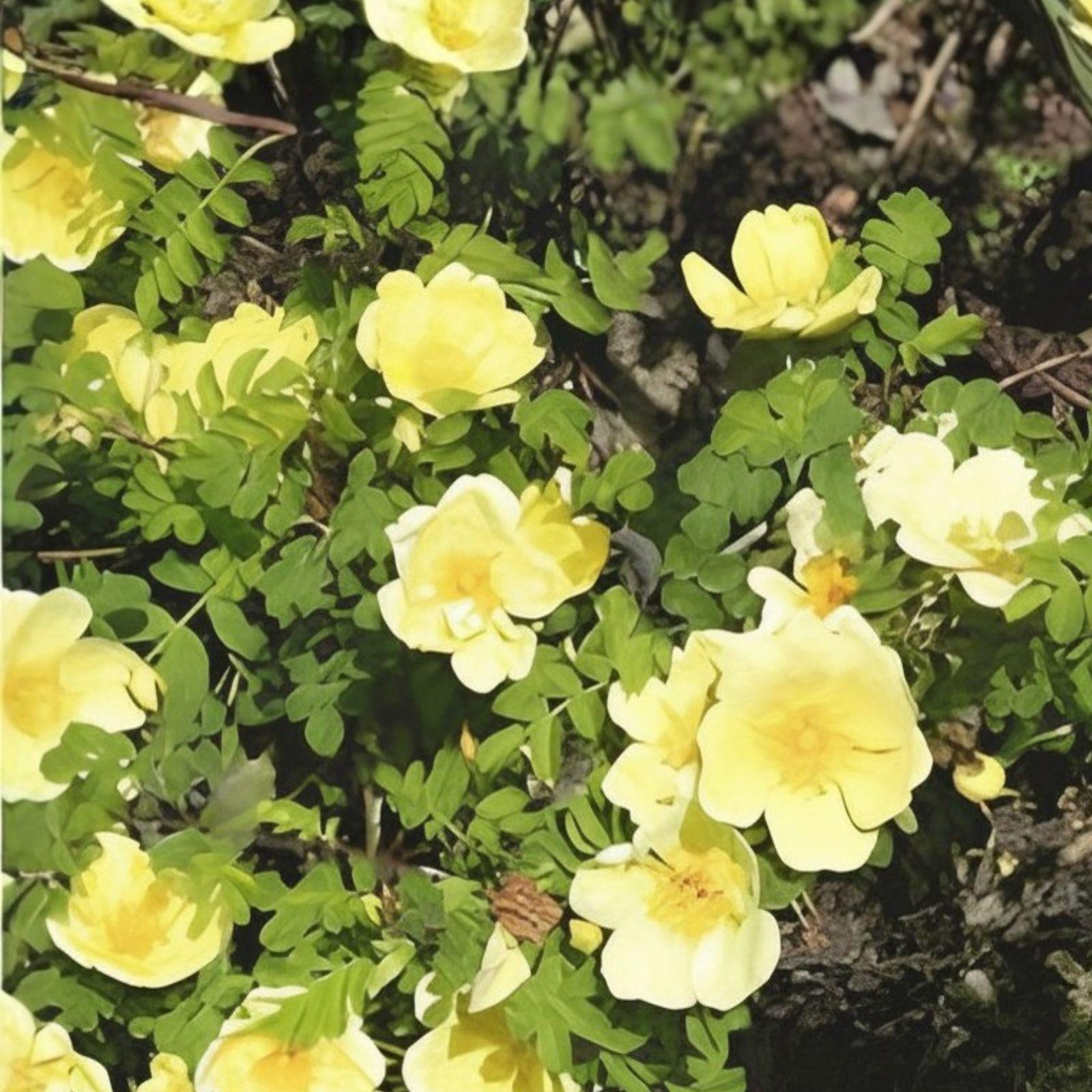 Manchu Rose Seeds Rosa xanthina Flowering Shrub Yellow Blooms for Garden, Landscape & Cottage Gardens