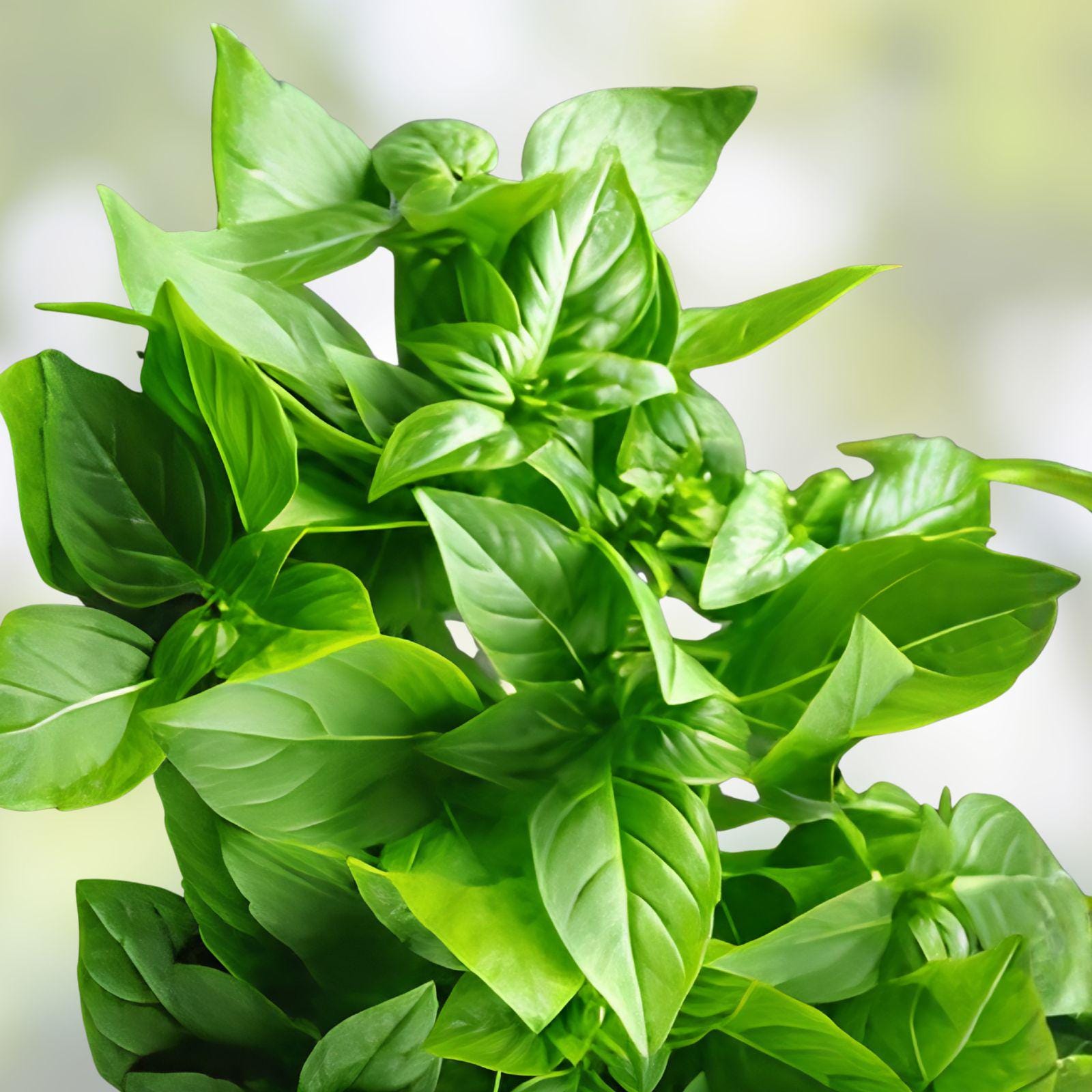 Lemon Basil Seeds, 75 Pack, Culinary Herb, Citrus Aroma, Ocimum basilicum, Kitchen Garden, Container Planting