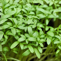 Pepper Cress Seeds, Edible Microgreens, Fast-Growing, Peppery Flavor, Lepidium sativum, Kitchen Garden, Indoor & Container Growing