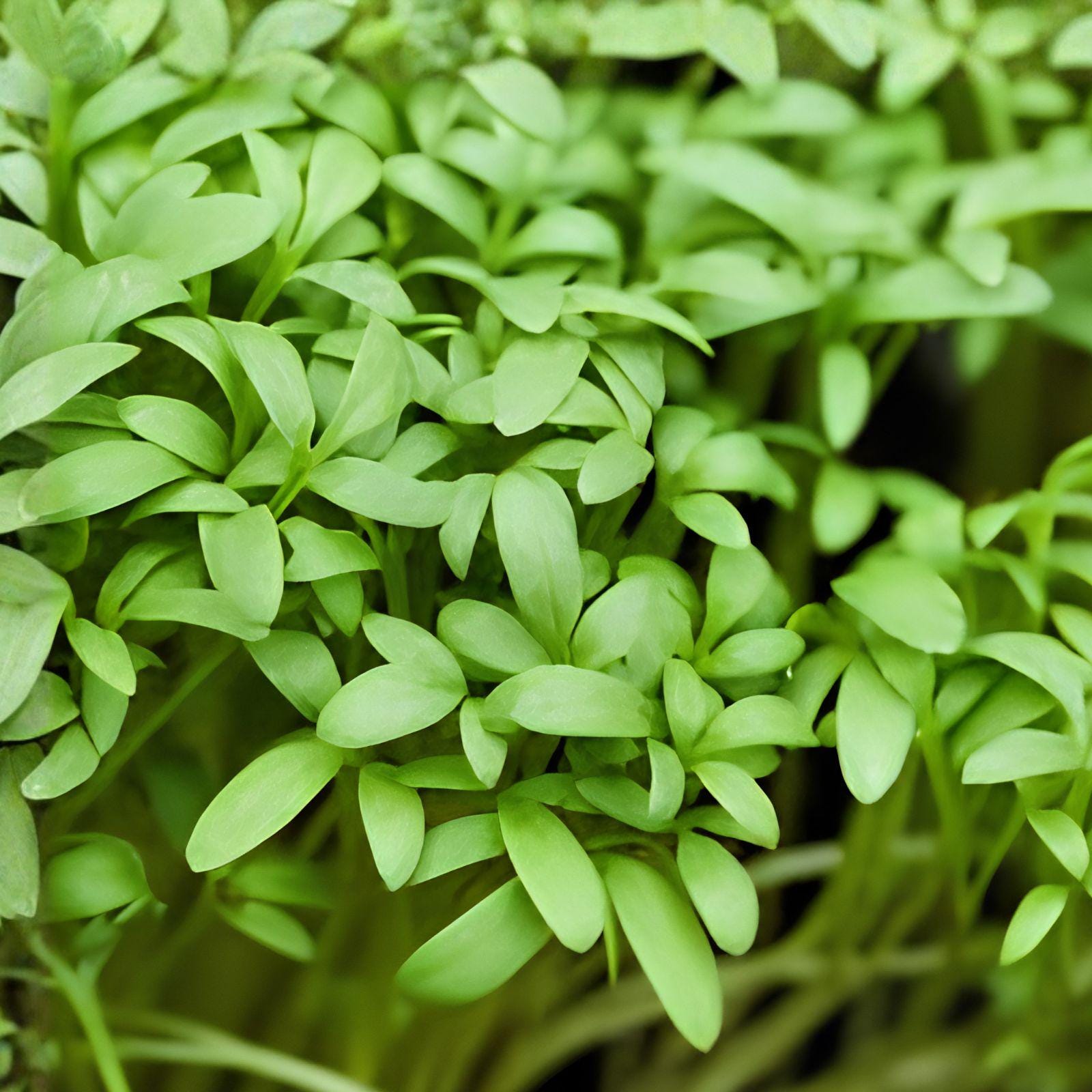 Pepper Cress Seeds, Edible Microgreens, Fast-Growing, Peppery Flavor, Lepidium sativum, Kitchen Garden, Indoor & Container Growing