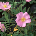 Swamp Rose Seeds – Rosa palustris Native Flower, Perennial Shrub, Pink Blooms, Wetland Plant, 30 Seeds