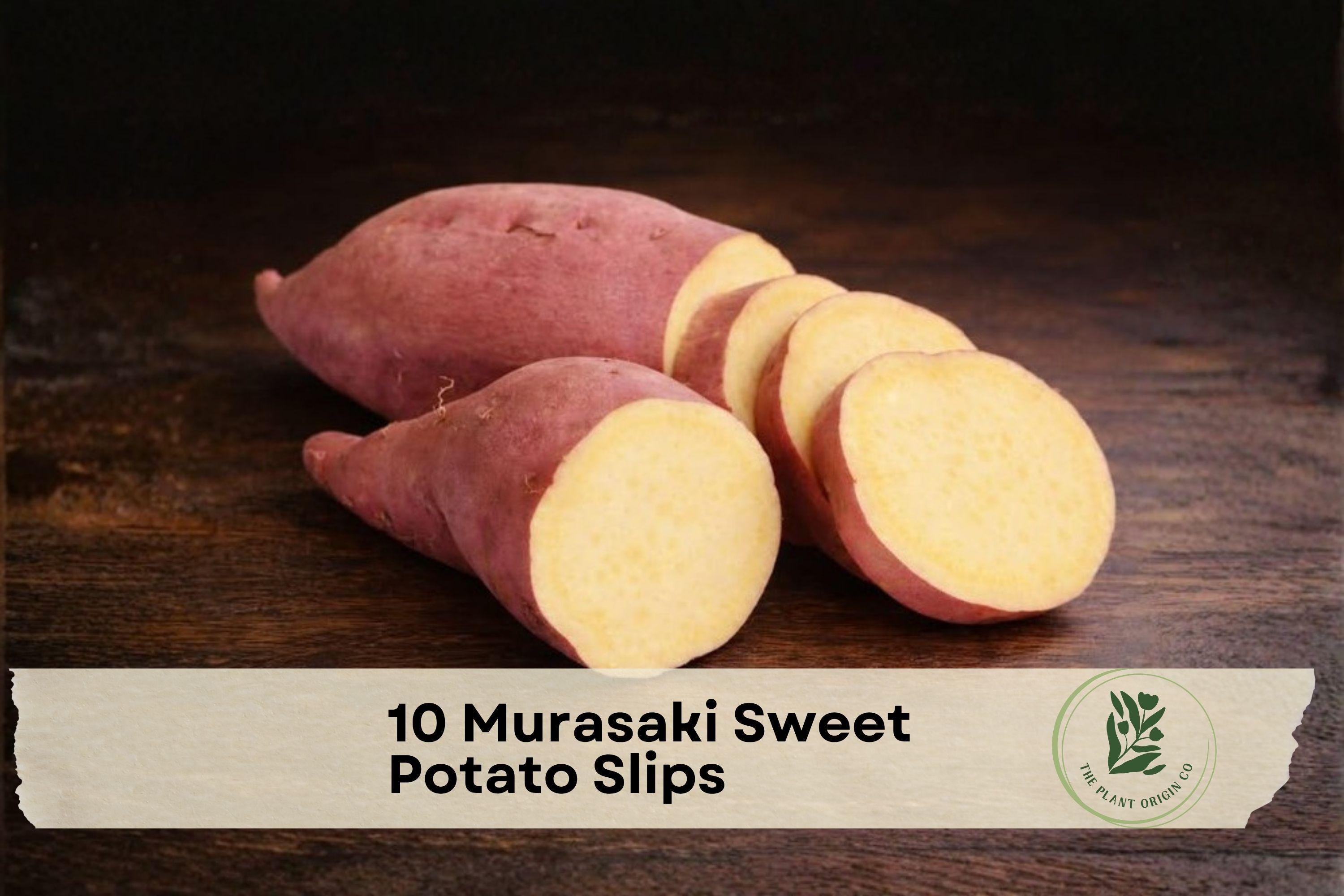 Murasaki Sweet Potato Slips – Live Edible Root Plant, Ipomoea batatas, Purple-Red Skin, Yellow Flesh, for Home Garden or Container