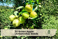 Green Apple Seeds - Antonovka (Malus pumila) Cold-Hardy Fruit Tree Seeds for Home Garden & Orchard Planting