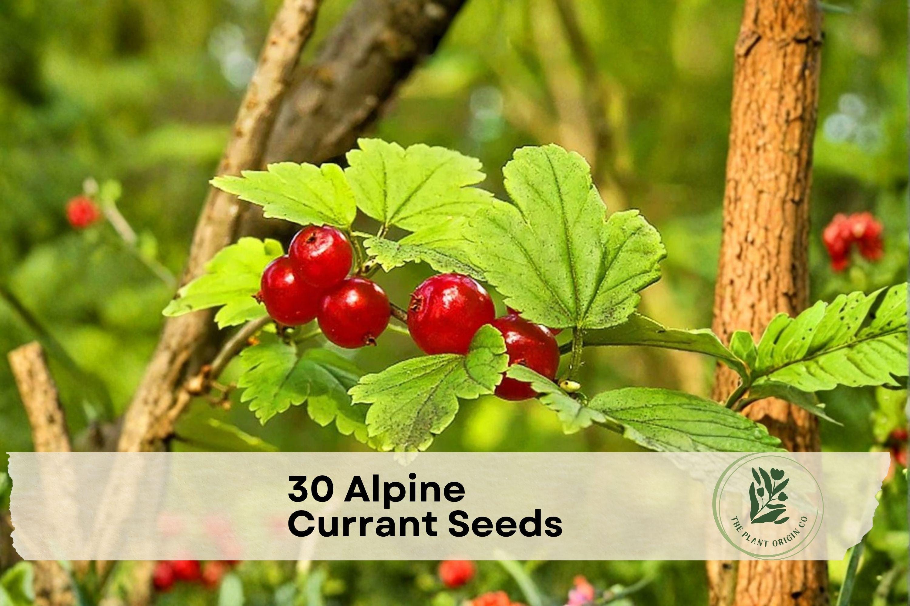 30 Alpine Currant Seeds Ribes alpinum Deciduous Shrub for Hedge, Border, Landscaping, Hardy Garden Plant