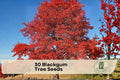 Blackgum Tree Seeds – Nyssa sylvatica, Ornamental Shade Tree, Fall Color, Landscape Planting, Deciduous Tree Seeds