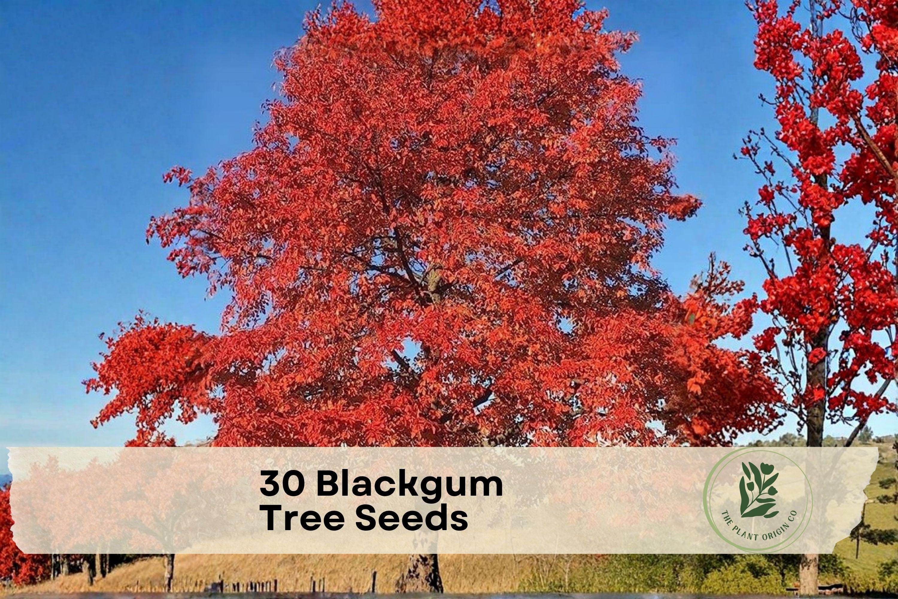 Blackgum Tree Seeds – Nyssa sylvatica, Ornamental Shade Tree, Fall Color, Landscape Planting, Deciduous Tree Seeds