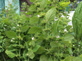 Lemon Balm Herb Seeds | Melissa Officinalis | 100 Seeds for Herb Gardens, Containers & Landscaping