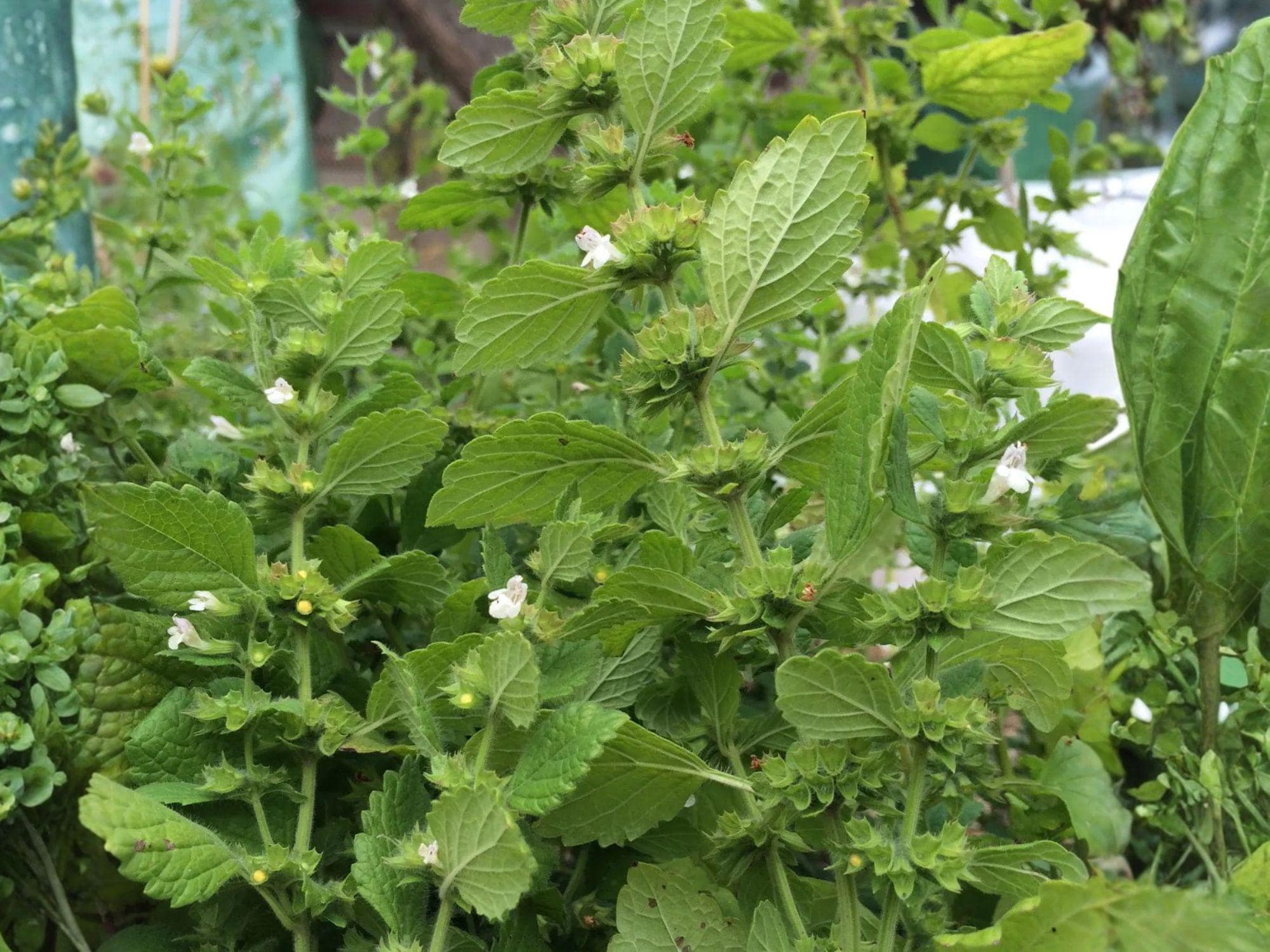 Lemon Balm Herb Seeds | Melissa Officinalis | 100 Seeds for Herb Gardens, Containers & Landscaping