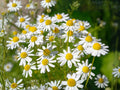 German Chamomile Herb Seeds | Matricaria Recutita | Flowering Annual for Herb Gardens & Containers