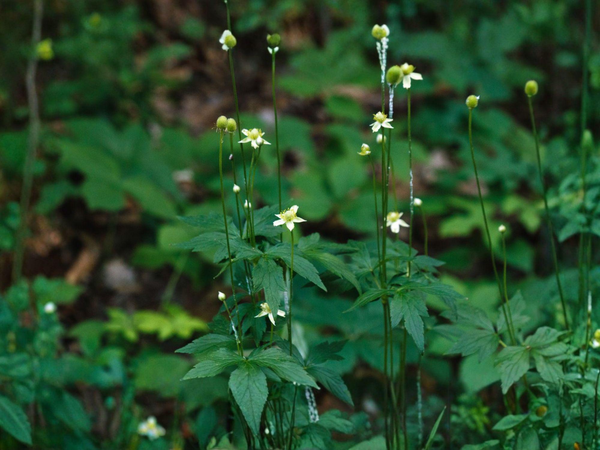 Tall Thimbleweed Flower Seeds | Anemone virginiana Wildflower for Woodland Gardens & Natural Landscapes