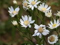 Upland White Goldenrod Seeds – Oligoneuron album, Native Prairie Wildflower, Perennial, White Flowers, 100 Seeds