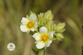 Prairie Cinquefoil Seeds 500 | Native White Wildflower | Potentilla arguta | Pollinator Garden Plant