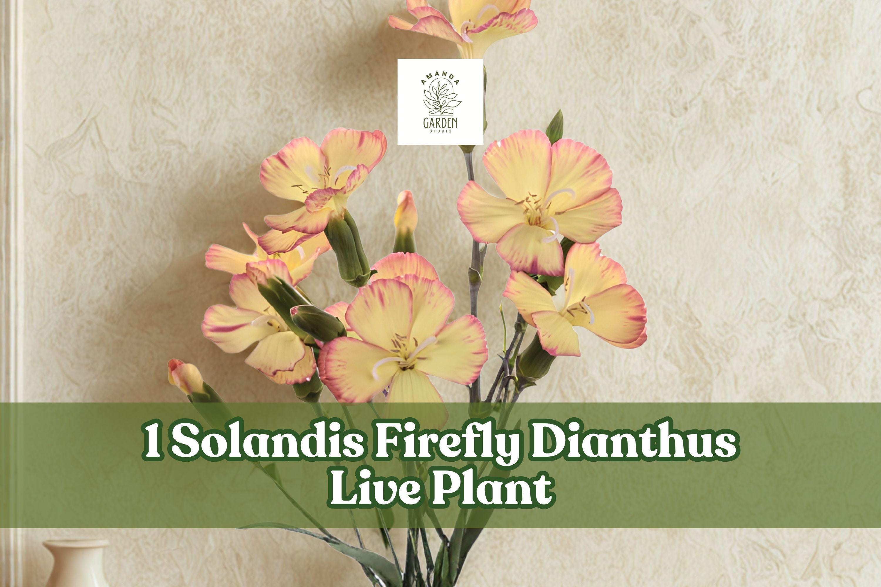 Solandis Firefly Dianthus Live Plant Plug, Rare Yellow Flowers with Red Edging, Perennial, Dianthus hybrid