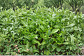 Tea Plant Seeds – Camellia sinensis, Evergreen Shrub for Tea Production, Garden & Container Planting, 6 Seeds