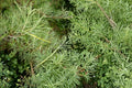 Rosemary Willow Cuttings – Salix rosmarinifolia – Hedging and Screening Shrub – Live Plant Material for Outdoor Garden