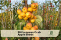 European Crab Apple Seeds - Malus sylvestris, Ornamental Fruit Tree, White Blossoms, Yellow-Red Fruits, Garden and Landscape Plant
