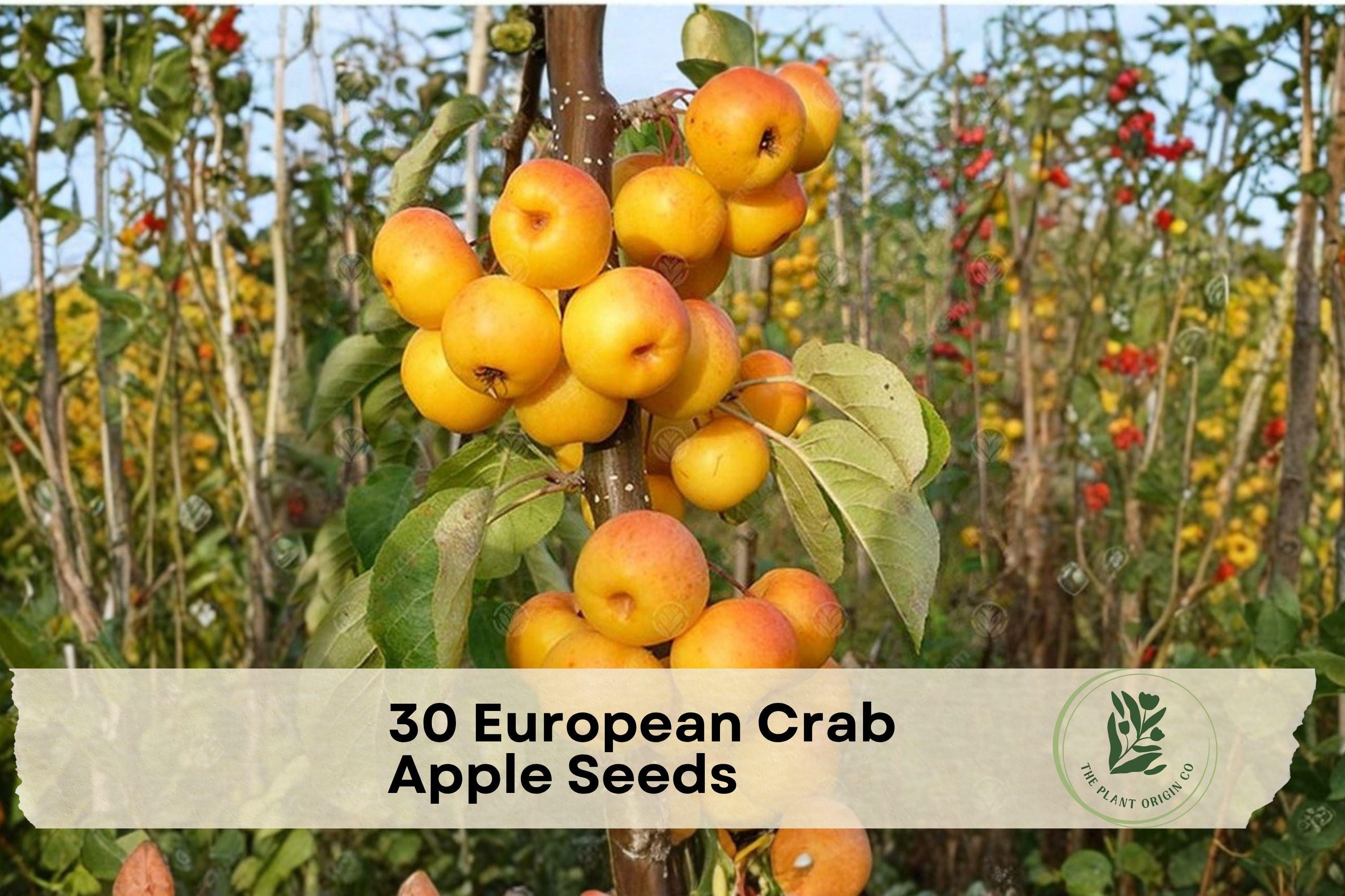 European Crab Apple Seeds - Malus sylvestris, Ornamental Fruit Tree, White Blossoms, Yellow-Red Fruits, Garden and Landscape Plant