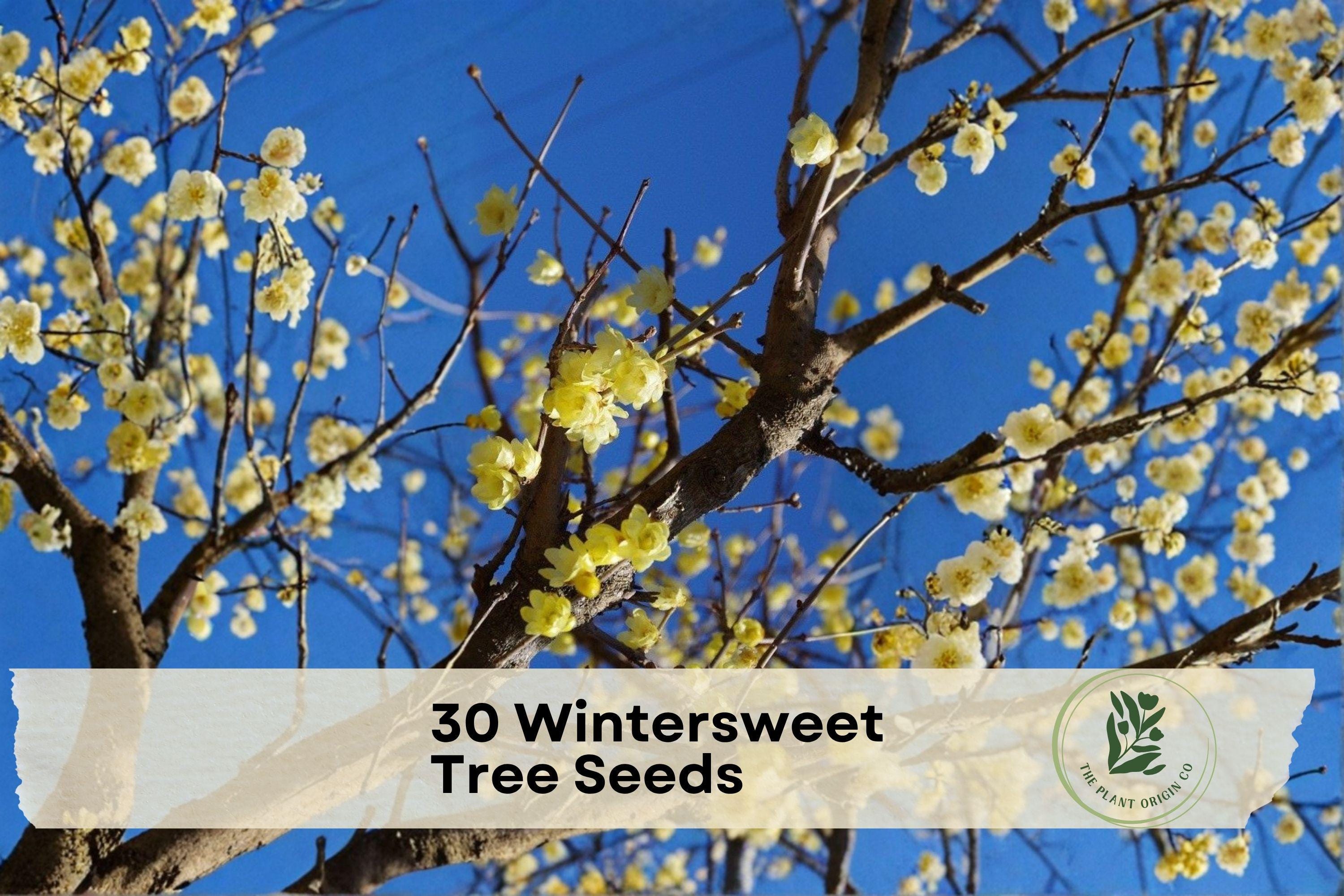 30 Wintersweet Seeds - Chimonanthus praecox, Fragrant Yellow Winter-Blooming Shrub for Outdoor Gardens
