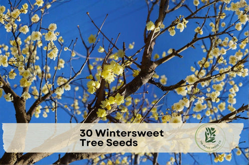 30 Wintersweet Seeds - Chimonanthus praecox, Fragrant Yellow Winter-Blooming Shrub for Outdoor Gardens