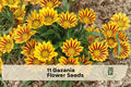 11 Gazania Flower Seeds - Bright Red and Yellow Blooms, Sun-Loving Gazania rigens for Gardens, Borders & Containers