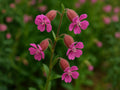 Nodding Catchfly Seeds | Silene Pendula Flower for Borders & Containers | Pink to Rose Blooms | Approx. 100 Seeds