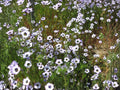 Bird’s Eyes Wildflower Seeds | Gilia tricolor | Lavender, Purple & Yellow Annual Flower for Garden & Wildflower Planting