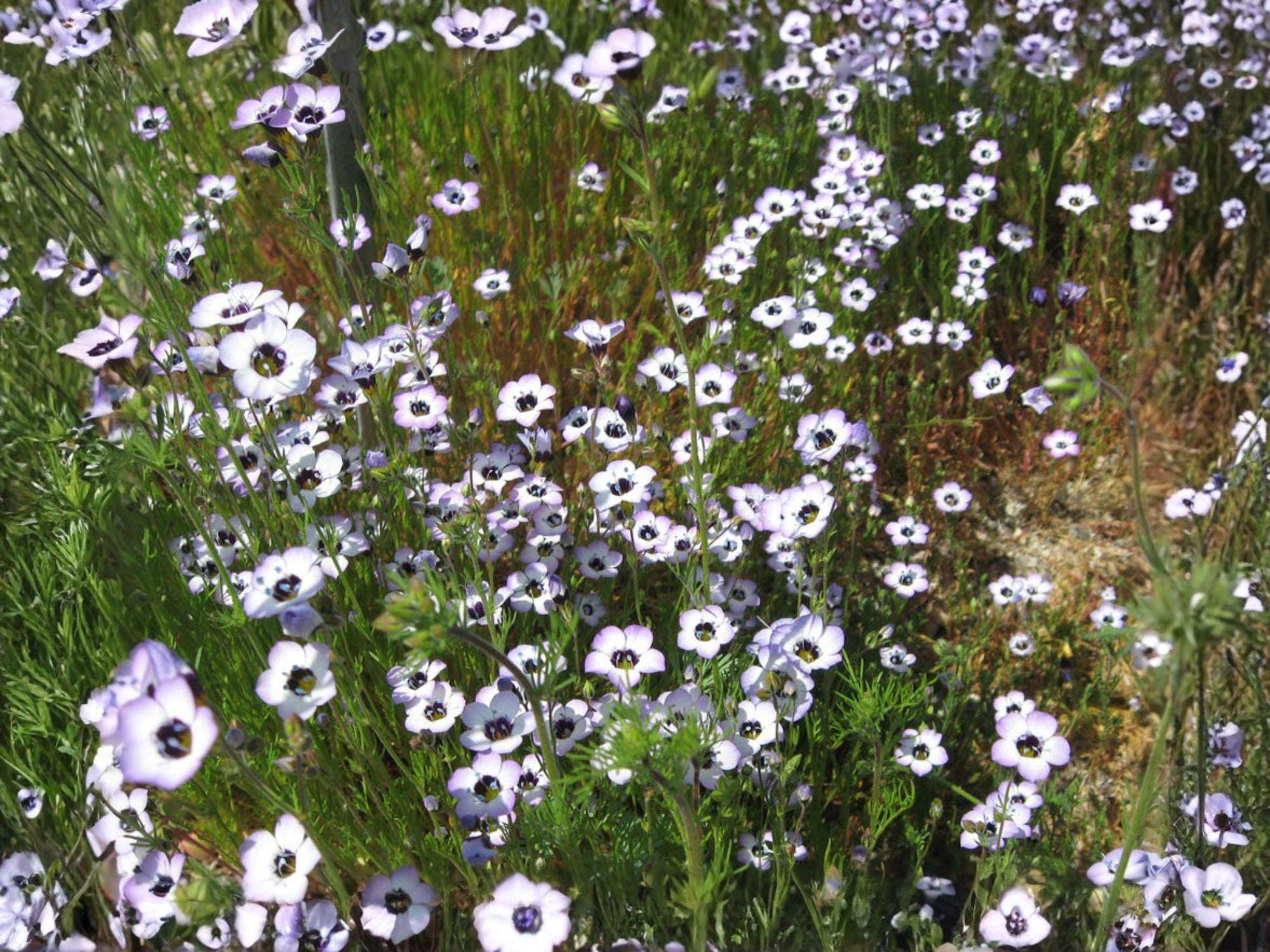 Bird’s Eyes Wildflower Seeds | Gilia tricolor | Lavender, Purple & Yellow Annual Flower for Garden & Wildflower Planting