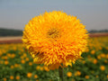 Teddy Bear Sunflower Seeds – Dwarf Helianthus annuus for Cottage Gardens & Containers – Golden Yellow, Double-Petaled, Pollinator-Friendly