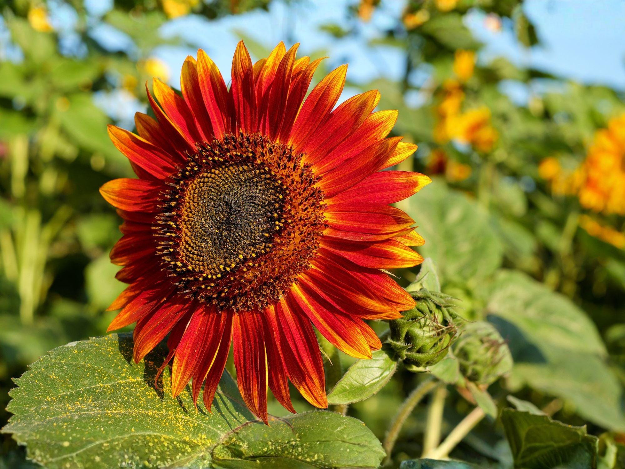 Velvet Queen Sunflower Seeds – Helianthus annuus Deep Red Heirloom for Cottage & Pollinator Gardens