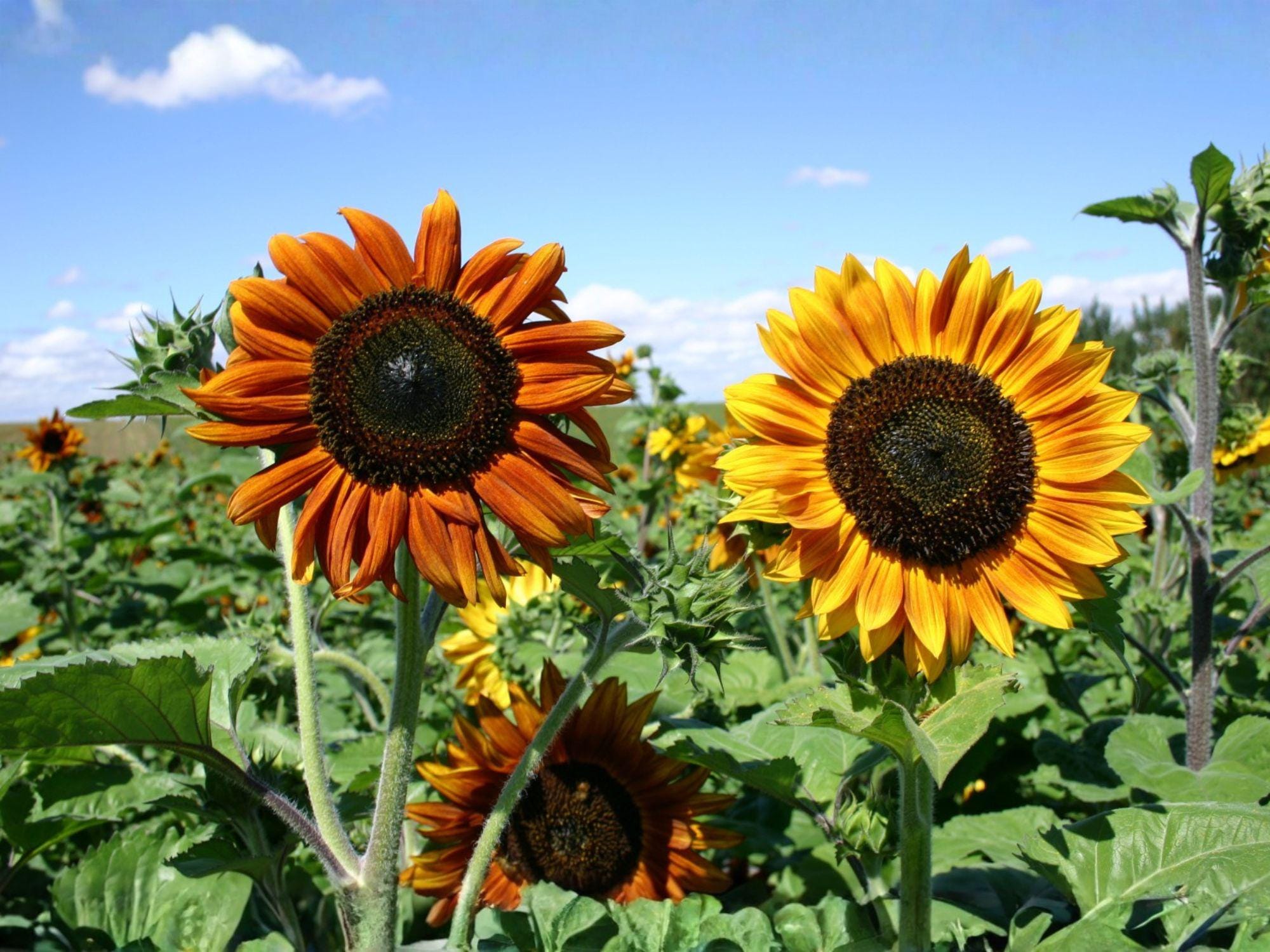 Autumn Beauty Sunflower Seeds - Heirloom Helianthus Annual Flower for Cottage Gardens & Pollinators